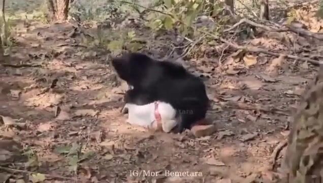 Man Was Attacked By Bear In India ( Classic Video)