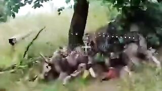 UKRANIAN SOLDIERS FELL ASLEEP UNDER A TREE
