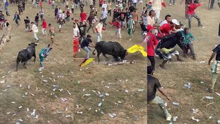 Leg fucked by angry bull 2