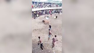 Bullrider Gored In  The Ass During Event In Colombia