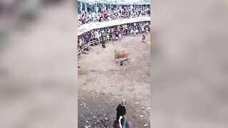 Bullrider Gored In  The Ass During Event In Colombia