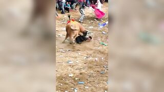Bullrider Gored In  The Ass During Event In Colombia