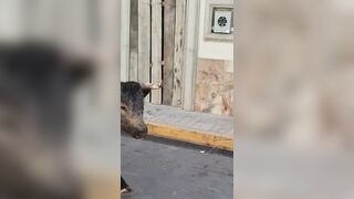 Man Gored And Killed By Bull In Mexico (Another Good Angle)