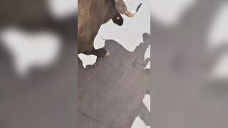 Man Gored And Killed By Bull In Mexico (Another Good Angle)