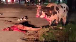 Drunk Man Gored To Death By Angry Bull In India