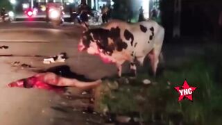 Drunk Man Gored To Death By Angry Bull In India