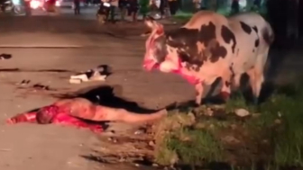 Drunk Man Gored To Death By Angry Bull In India