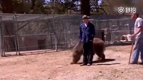 Classic: Bear Suddenly Attacks A Man In Canada