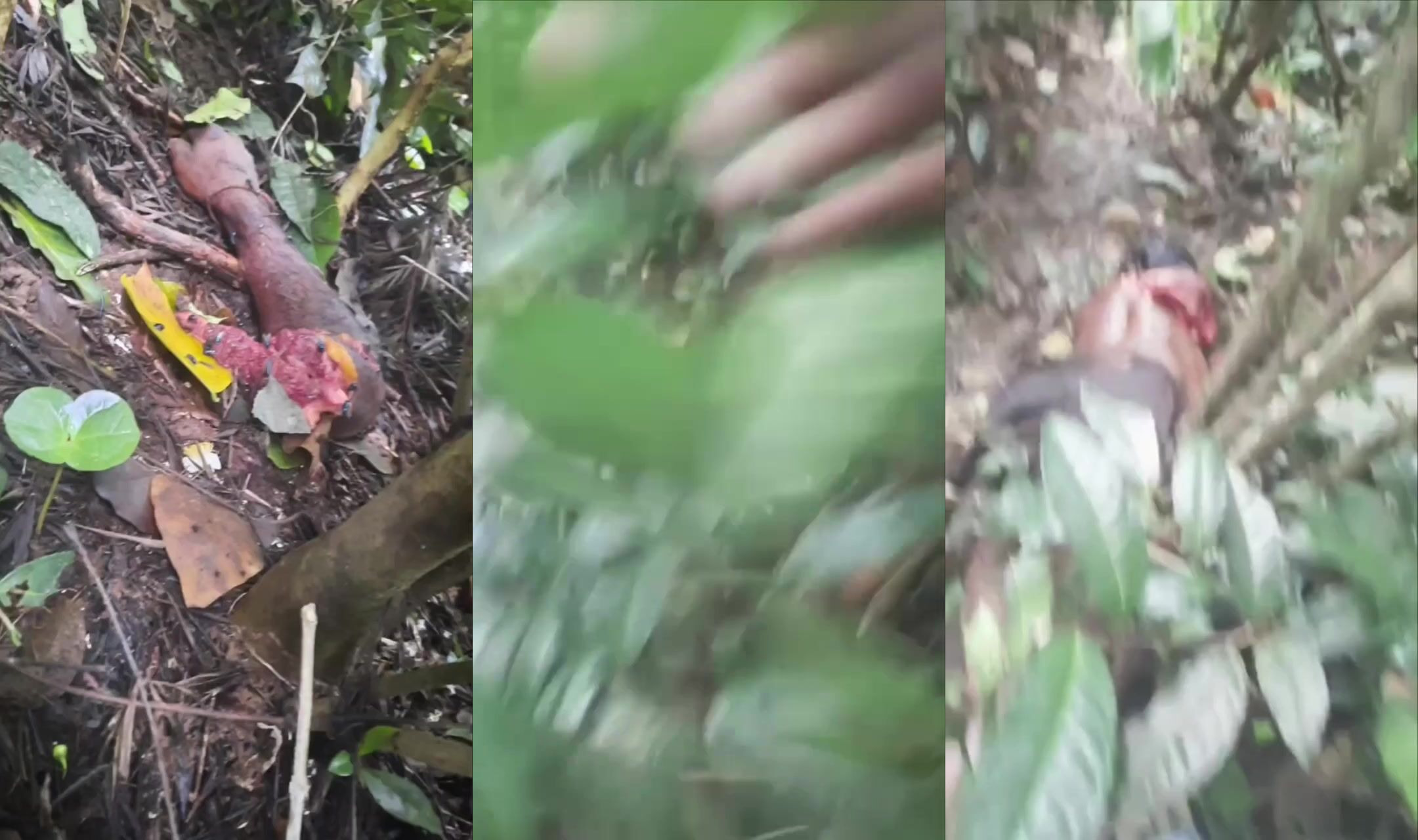 Tiger kills and devours man