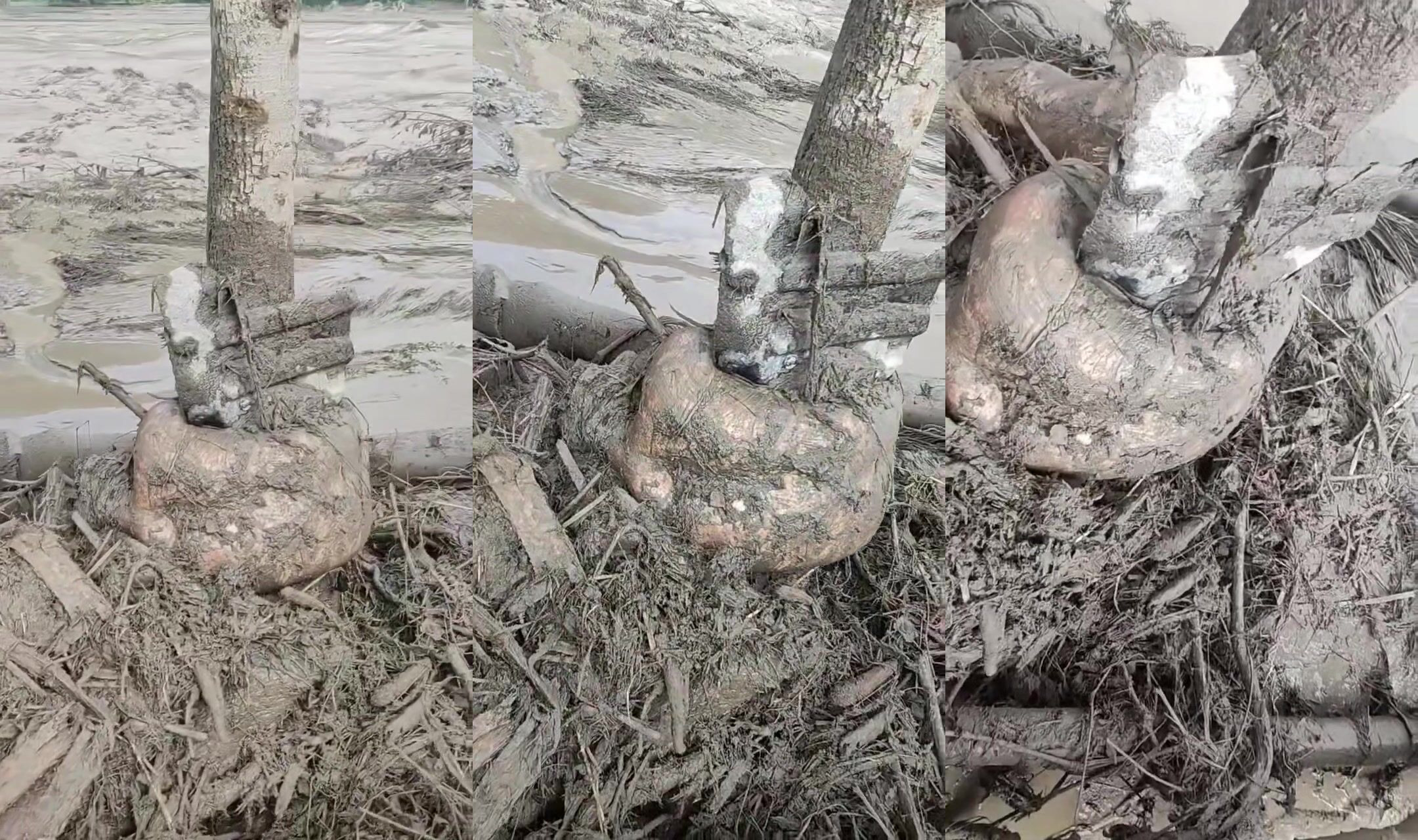 Nepali flood victim
