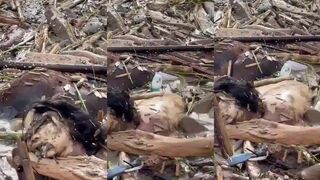 Nepali flood vicitm