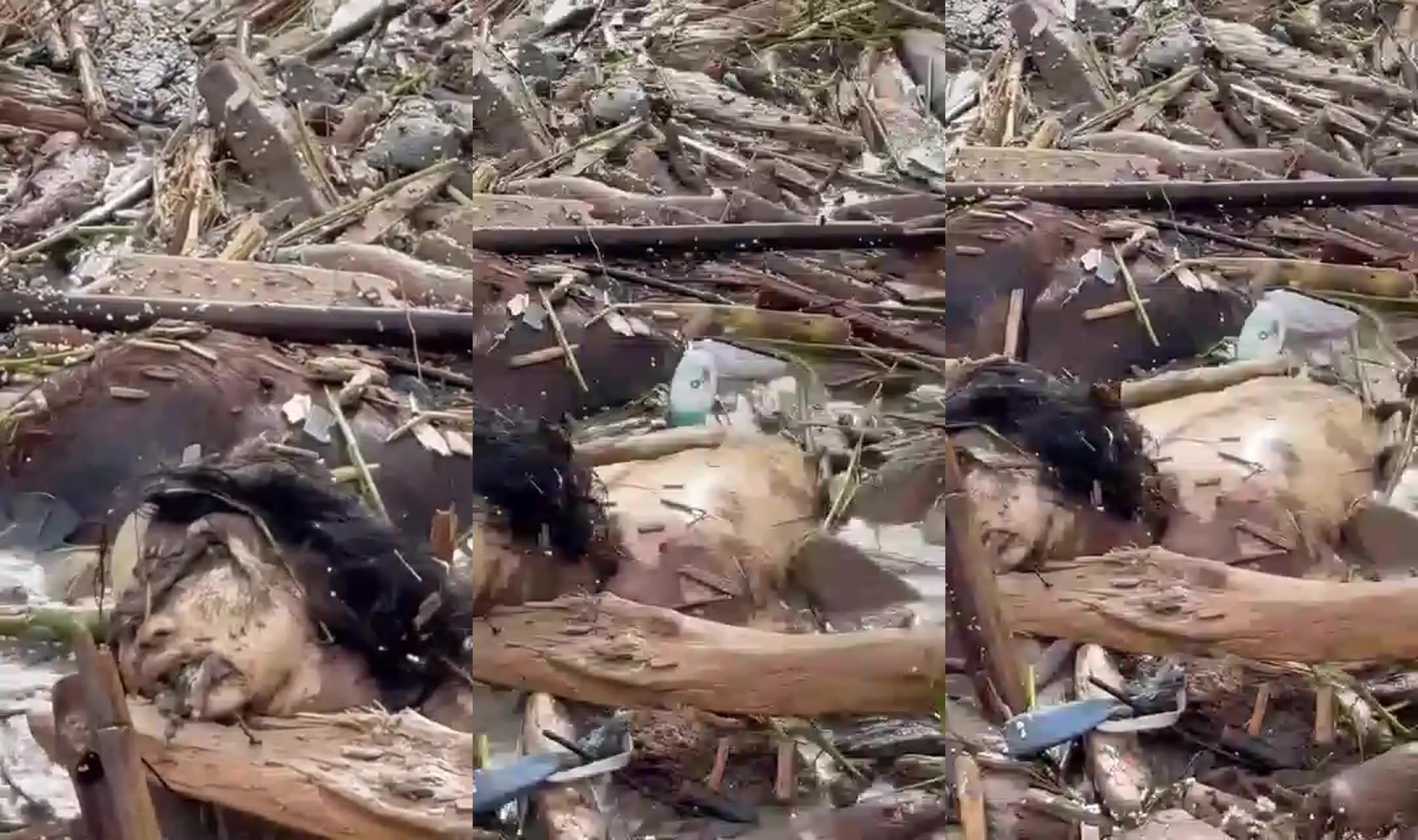 Nepali flood vicitm