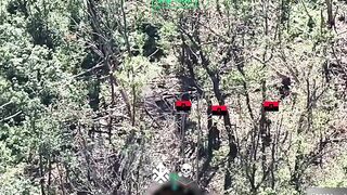 Khartiya cleaning a forest near Zapadne village on Nort of Kupyansk