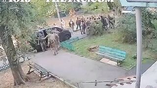 SCHUTZSTAFFEL (SS) VS. THE WEHRMACHT 2026