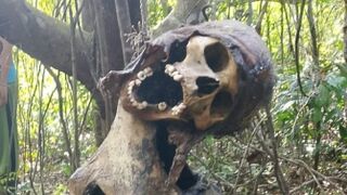 Macabre Discovery In The Jungle