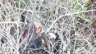 UA drones bullying Russians.
