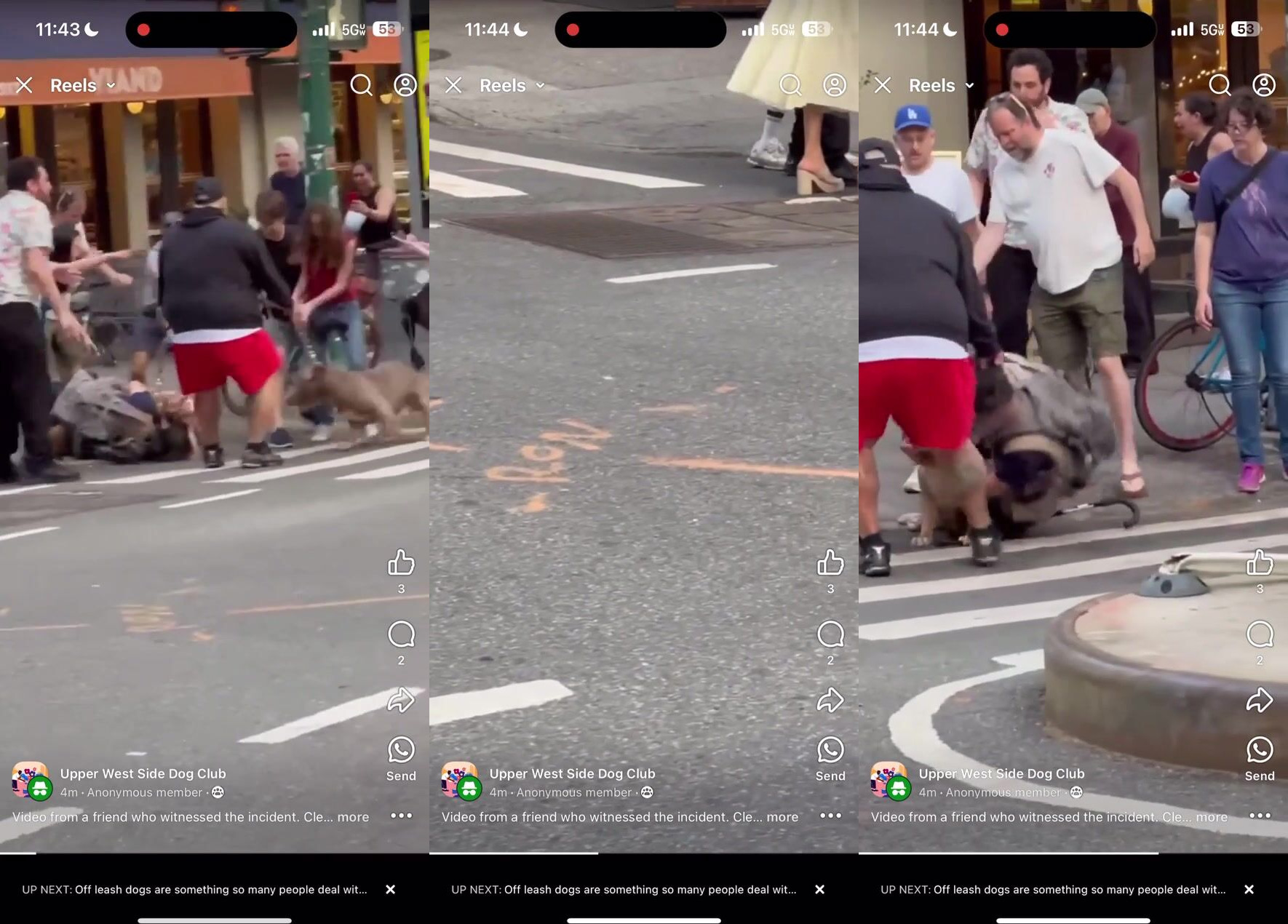 Thief Attempts To Rob A Store And Is Neutralized By The Crowd And A Dog.