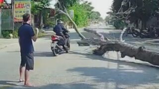 Man Cutting The Tree Accidentally Kills A Motorcyclist  In Vietnam