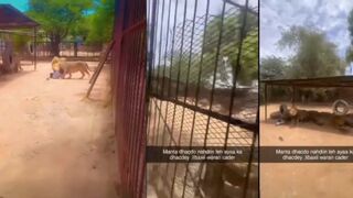 CLASSIC Man Was Attacked By A Lions
