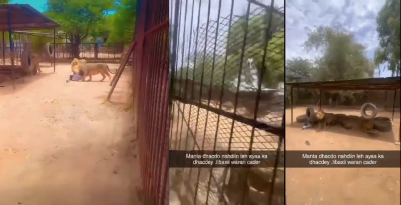 CLASSIC Man Was Attacked By A Lions