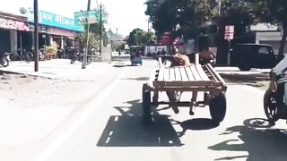 India: Horse Ditches Tonga, Goes Full Speed Into Traffic