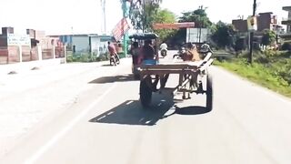 India: Horse Ditches Tonga, Goes Full Speed Into Traffic
