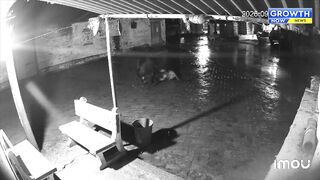 India: Two Lions Kill Cow on Camera, Village Learns to Sleep With Lights On