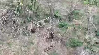 100 POUNDS DRONE DROPPED ON UKRANIAN SOLDIERS