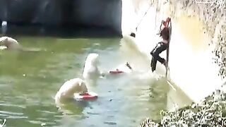 Woman Mauled By Polar Bear After Jumping Into Berlin Zoo Enclosure.