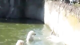 Woman Mauled By Polar Bear After Jumping Into Berlin Zoo Enclosure.