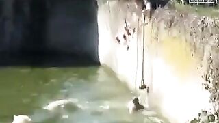 Woman Mauled By Polar Bear After Jumping Into Berlin Zoo Enclosure.