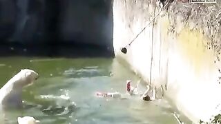 Woman Mauled By Polar Bear After Jumping Into Berlin Zoo Enclosure.
