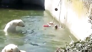 Woman Mauled By Polar Bear After Jumping Into Berlin Zoo Enclosure.