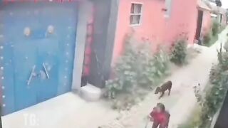 Old Woman Was Attacked By A Dog