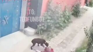 Old Woman Was Attacked By A Dog