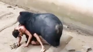 A Bear Attacks A Man In A Zoo