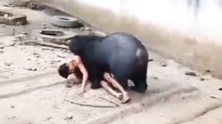 A Bear Attacks A Man In A Zoo