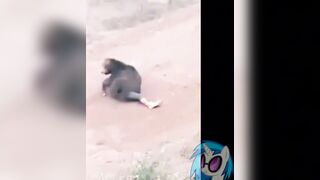 A Bear Attacks A Man In A Zoo