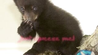 A Bear Attacks A Man In A Zoo
