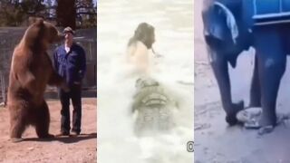 Animals Choose Violence - Compilation