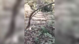 TARAS FORCES KILLED ONE BY ONE BY DRONES AND MINES