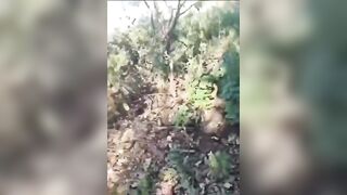 TARAS FORCES KILLED ONE BY ONE BY DRONES AND MINES