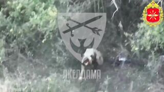Wounded Ukropithecus suicide.