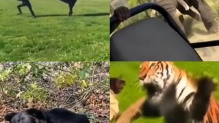 Animals Choose Violence #2 - Compilation