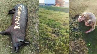 Corps of a katsapfaggot truck driver, who supplied ruzzian occupants, burned at 70%