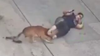 Woman Attacked, Bitten By Stray Dog In India