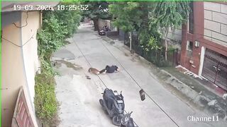 Woman Attacked, Bitten By Stray Dog In India