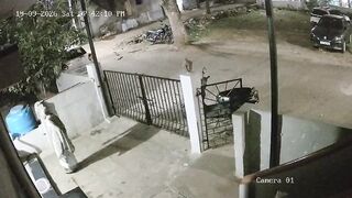 Monkey Attacks 91-Year-Old Woman In India, She Dies Next Day
