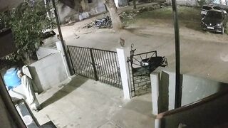 Monkey Attacks 91-Year-Old Woman In India, She Dies Next Day
