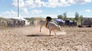 Man Dies After Being Stomped By White Bull In Mexico